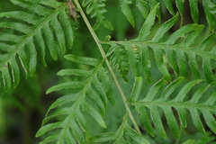 Pteris dentata