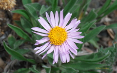 Aster alpinus vierhapperi