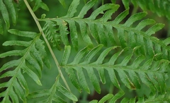 Pteris dentata