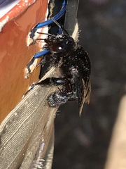 Centris burgdorfi