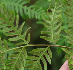 Pteris dentata