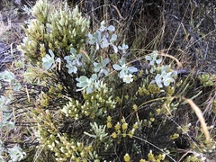 Geranium cuneatum tridens
