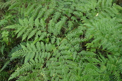 Pteris dentata