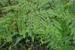 Pteris dentata