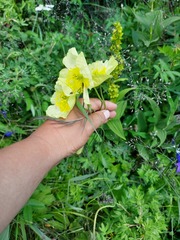 Papaver croceum