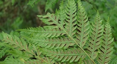 Pteris dentata