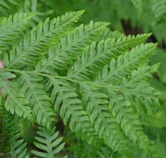Pteris dentata