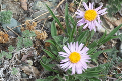 Aster alpinus vierhapperi