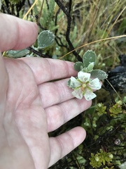 Geranium cuneatum tridens