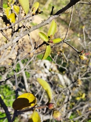 Colliguaja odorifera