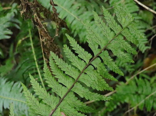 Variety Asplenium erectum erectum · iNaturalist