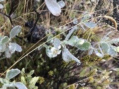 Geranium cuneatum tridens