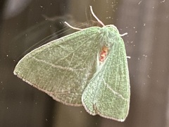 Chlorosea banksaria