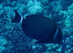 Acanthurus leucopareius