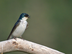 Tachycineta bicolor image