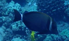 Acanthurus leucopareius