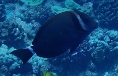 Acanthurus leucopareius