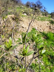Asteraceae