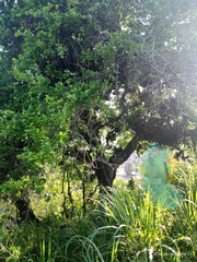 Sideroxylon celastrinum