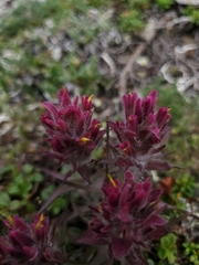 Castilleja elegans