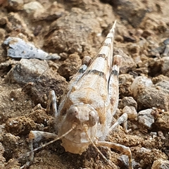 Sphingonotus caerulans