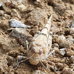 Sphingonotus caerulans