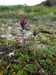 Castilleja elegans