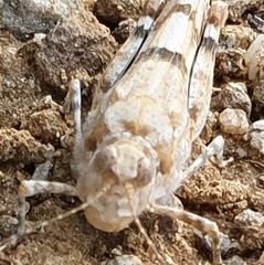 Sphingonotus caerulans