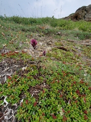 Castilleja elegans