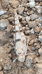 Sphingonotus caerulans