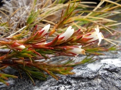 Dracophyllum pronum