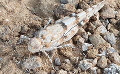 Sphingonotus caerulans