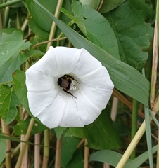 Bombus
