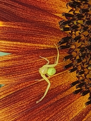 Misumessus dicaprioi