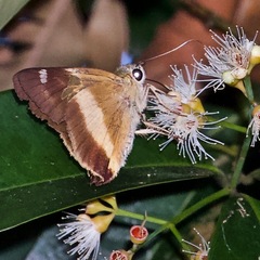 Hasora schoenherr chuza