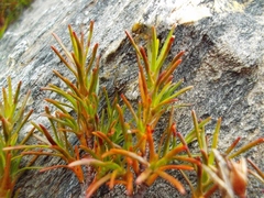 Dracophyllum pronum