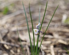 Crocus reticulatus