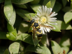 Euodynerus variegatus