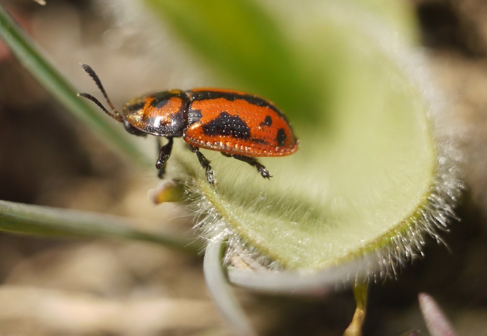 Pilemostoma fastuosa