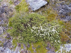 Veronica buchananii