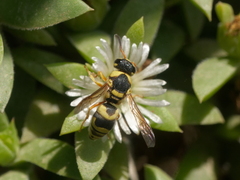 Euodynerus variegatus