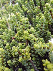 Veronica buchananii