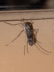 Culiseta incidens