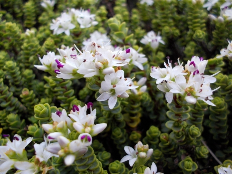 Veronica buchananii