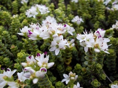 Veronica buchananii