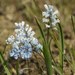 Pale Hyacinthella - Photo (c) Roman, some rights reserved (CC BY), uploaded by Roman