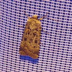 Chersotis multangula