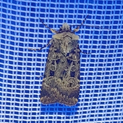 Chersotis multangula