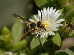 Euodynerus variegatus