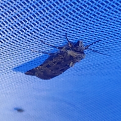 Chersotis multangula